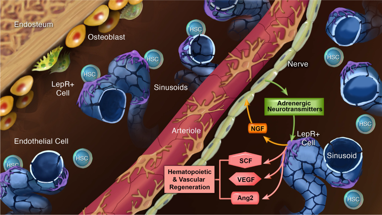 Ngf Figure Extended Data 8